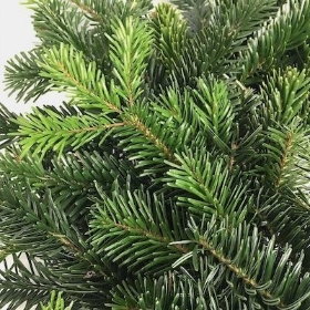 Fresh Spruce Wreath 10 Inch